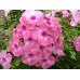 Флокс Phlox Оленька